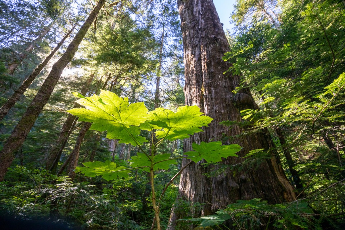 Debemos unirnos para proteger los últimos bosques de árboles ancianos que quedan. Esto es #FairyCreek, el Arroyo de las Hadas, en la isla de #Vancouver, que está siendo salvado de la tala gracias al movimiento de desobediencia civil más duradero de Canadá #BosqueDeCuentoRadio3