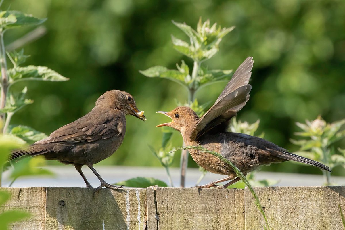 Blackbird food pass in the garden yesterday 🙂