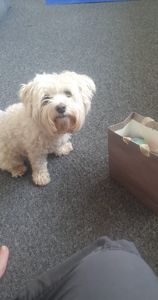 Its my birthday today im 5 🥳🎂🐾🐶 I had to wait for the very bad happy birthday singing before I could open my bag of presents 🎁 🤪 🤣🤣
