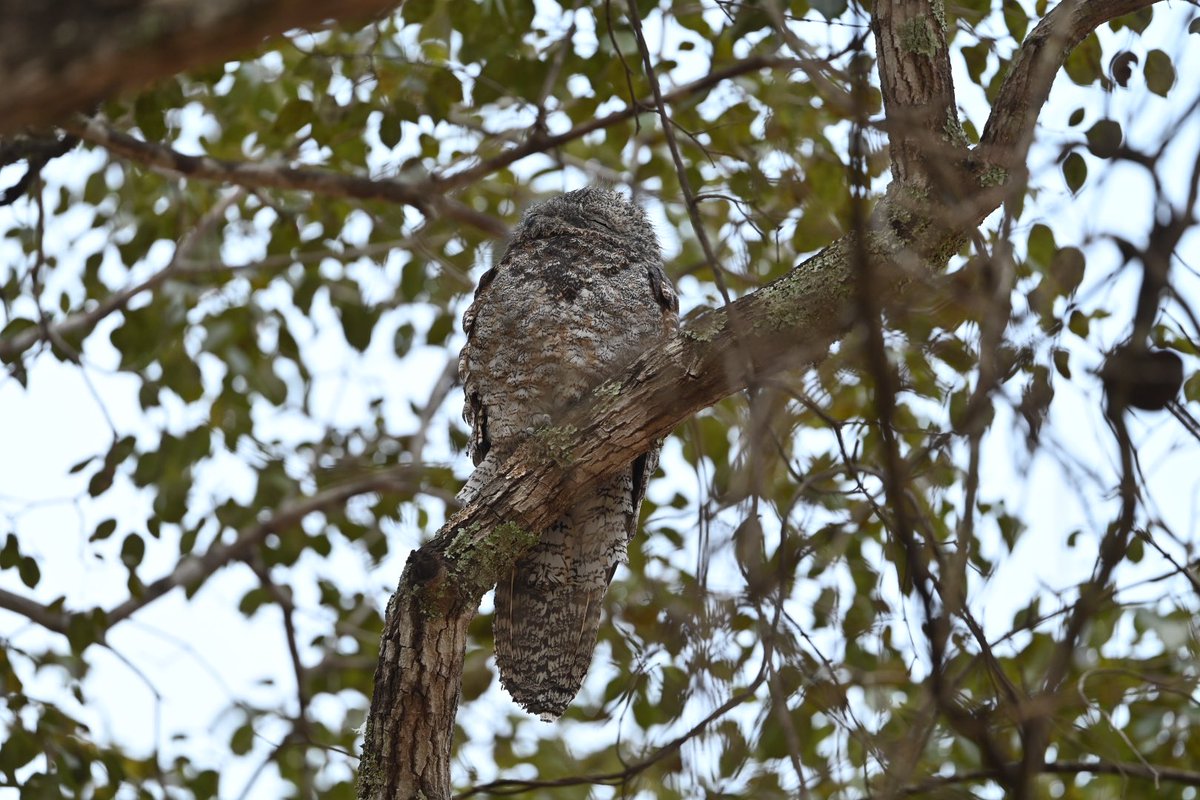 simond177's tweet photo. Fantastic wildlife on @naturetrektours Just Jaguars. Jabiru, Roseate Spoonbill, Great Potoo. Raptors everywhere. Agouti, Coati, Capuchin, Crab-eating fox, Caiman. On our first boat trip from the flotel and we find our main target - Jaguar! The Pantanal truly is incredible. https://t.co/BU0Rr2O7Nw