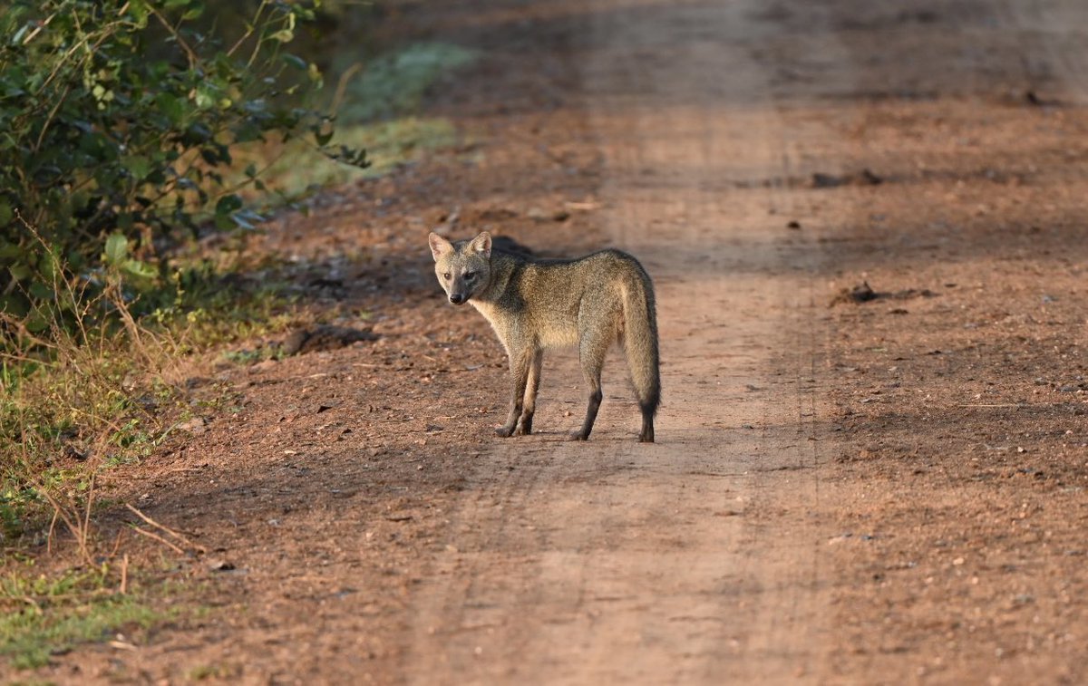 simond177's tweet photo. Fantastic wildlife on @naturetrektours Just Jaguars. Jabiru, Roseate Spoonbill, Great Potoo. Raptors everywhere. Agouti, Coati, Capuchin, Crab-eating fox, Caiman. On our first boat trip from the flotel and we find our main target - Jaguar! The Pantanal truly is incredible. https://t.co/BU0Rr2O7Nw