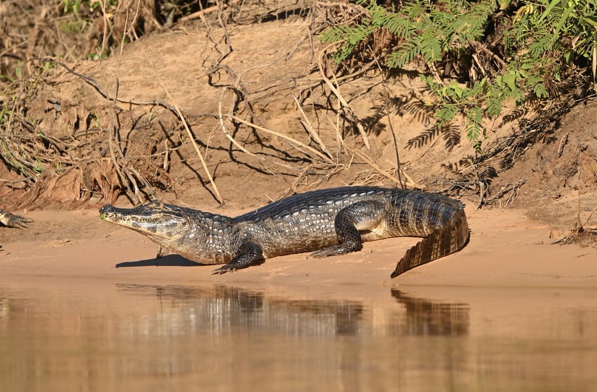 simond177's tweet photo. Fantastic wildlife on @naturetrektours Just Jaguars. Jabiru, Roseate Spoonbill, Great Potoo. Raptors everywhere. Agouti, Coati, Capuchin, Crab-eating fox, Caiman. On our first boat trip from the flotel and we find our main target - Jaguar! The Pantanal truly is incredible. https://t.co/BU0Rr2O7Nw