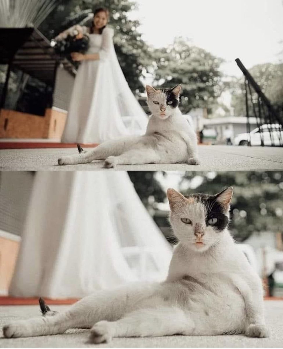 Who is the best model here😻
#cat #CatsofTwittter #kitten 
#kedi #고양이 #love #animal 
#catlife #catsofworld