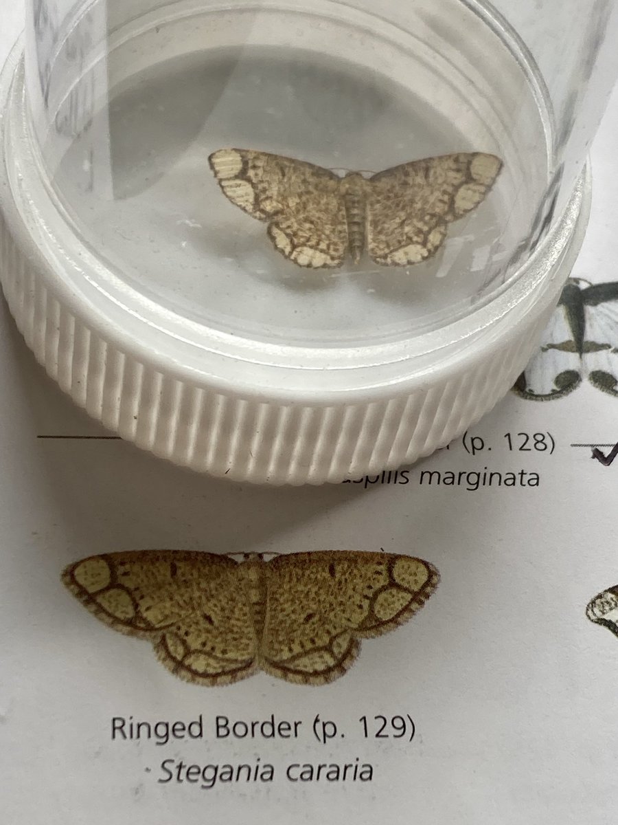 Pleased to find this Ringed Border in the trap this morning.