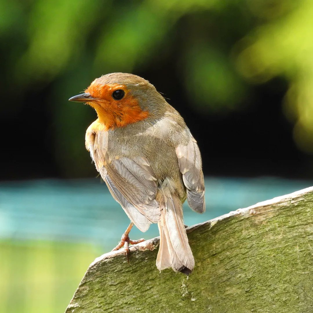 Love having #Robins in the garden.
@rspb_love_nature 
#30dayswild 
Day 18