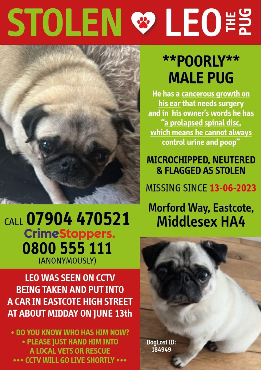 Please retweet to HELP FIND LEO #PUG, STOLEN #EASTCOTE #MIDDLESEX #UK 

Seen being put in a car 13 June, he has some serious health problems and has been neutered, no good for breeding. 
He could be in another region now, please share widely. 

DETAILS 👇
doglost.co.uk/dog-blog.php?d…