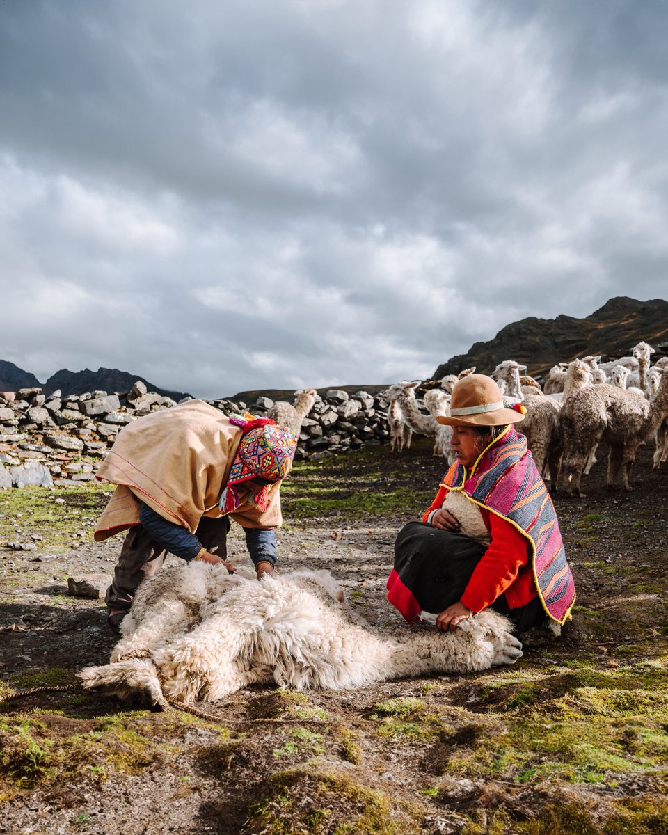soyfugitivo's tweet photo. La cultura y la gente de los Andes Peruanos es 🥰 Entra en mi canal, mírate el vídeo y dime que miento https://t.co/f8dLV1ne1y