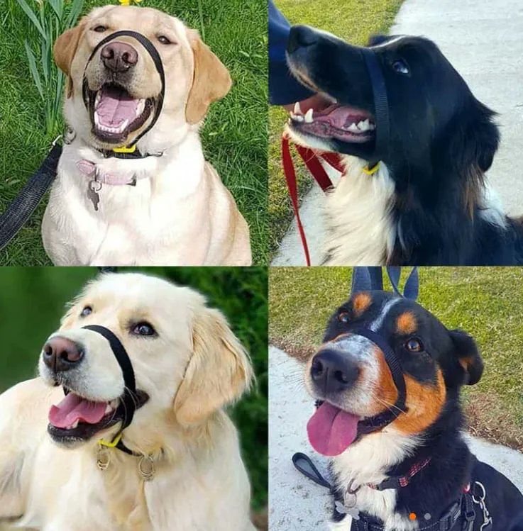 WeAcceptPets's tweet photo. π"I cannot express how thankful we are to have found these collars! It has literally changed our life! We not longer have dogs who pull on the lead causing us & them distress on every walk! It's absolutely incredible"
https://t.co/IZRS7PLGhB
#dogleads #dogwalking
@CannyCompany https://t.co/hqk8L0sNfV