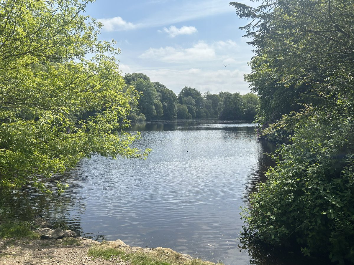 andiabz's tweet photo. Sunny Sundays with swans 🦢 in Strichen #Strichen #Aberdeenshire @Aberdeenshire @visitabdn https://t.co/6r0pZYzGQT