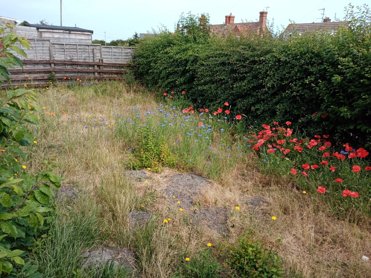cloudfire26's tweet photo. This year our housing association has let the common land go unmowed. The bare earth is molehills, the diversity of flowers is natural airborne overspill from our garden. It's so much better than scorched grass 😁😁 https://t.co/HhzqXBuszU
