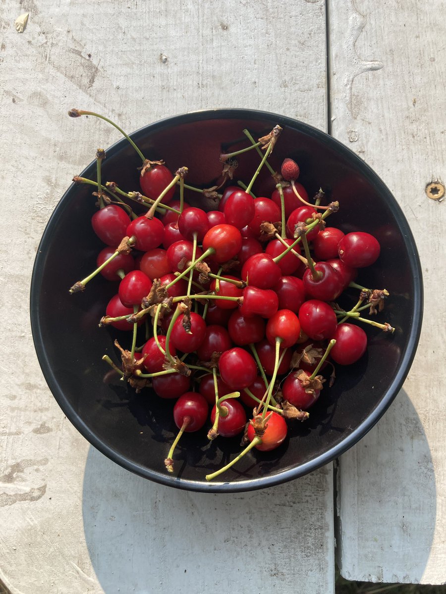 ColorMeWitchy's tweet image. Picked these cherries from my backyard 🍒 #cherries #cherry #CherryTime #forage #foraging #wild #witch #witchcraft #witches #witchy #sunday #SundayFunday #SundayMorning #goodmorning #GoodMorningTwitterWorld #yummy #delicious #michigan