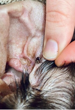 ITickUIUC's tweet photo. Ever find one of these in your dog's ear? Come by #oglesbyillinois Summer Fest today to learn what to do and how to prevent it!
#ticks #dogs https://t.co/tuWdCFkxC2