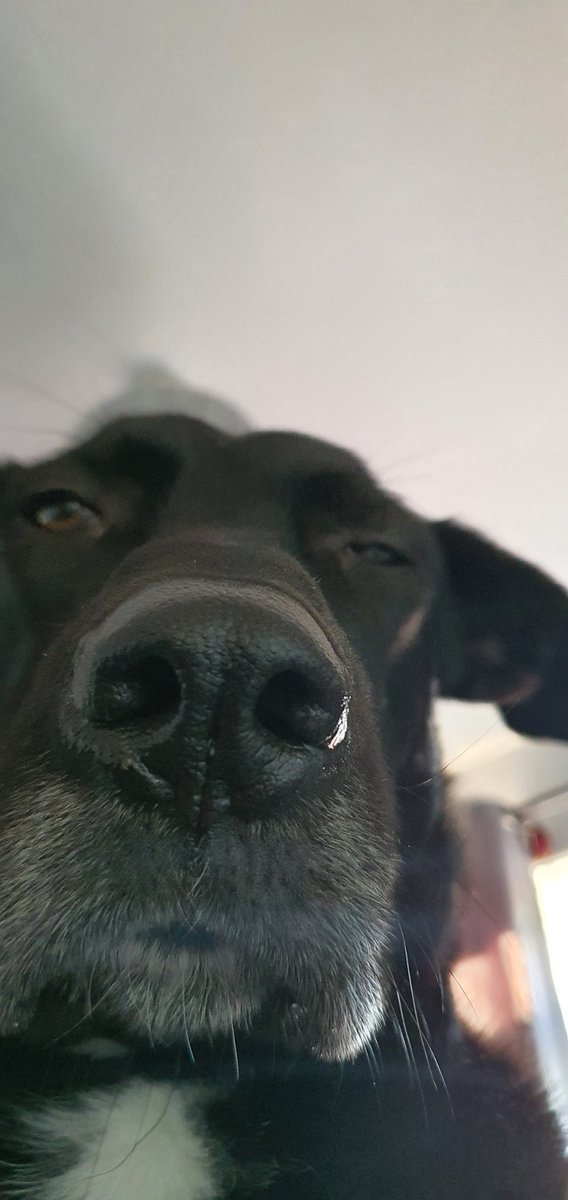 Steady.........
Aim.................
FIRE...........
*Nose drip directly into open mouth*
🐶 Happy Fathers Day 😁