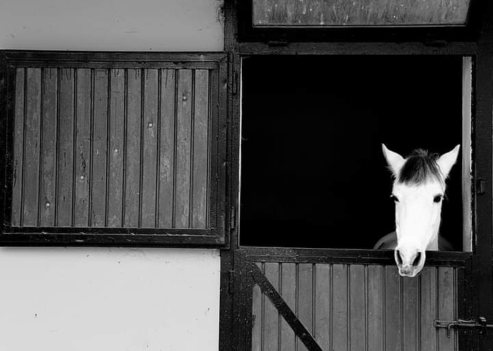 📸 Figen Özdemir

Veliefendi hipodromu 🐴
İstanbul

🖤🤍

#İstanbul #photo #photography #photooftheday #photographer #Photographie #horse #Horses #photographylovers #blackandwhitephoto #blackandwhitephotography