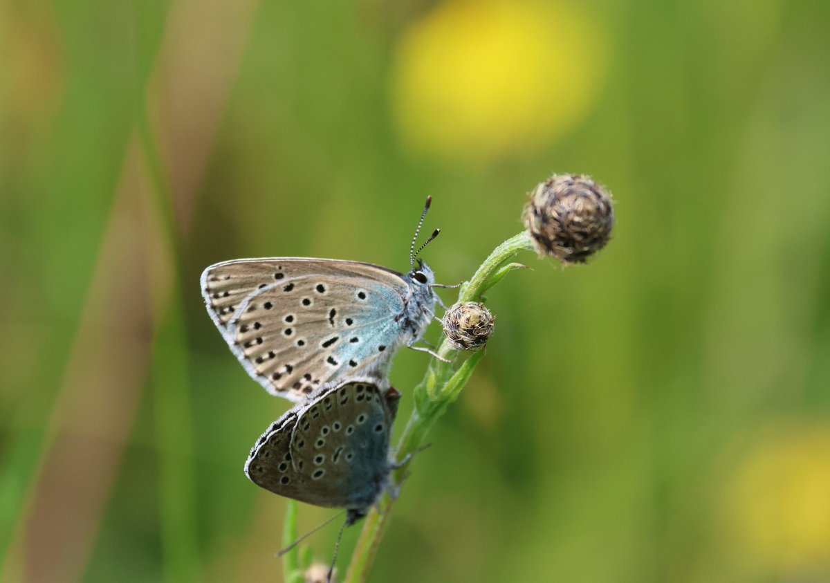 Mating pair of large blue butterflies at Daneway Banks.

@savebutterflies #Butterflies