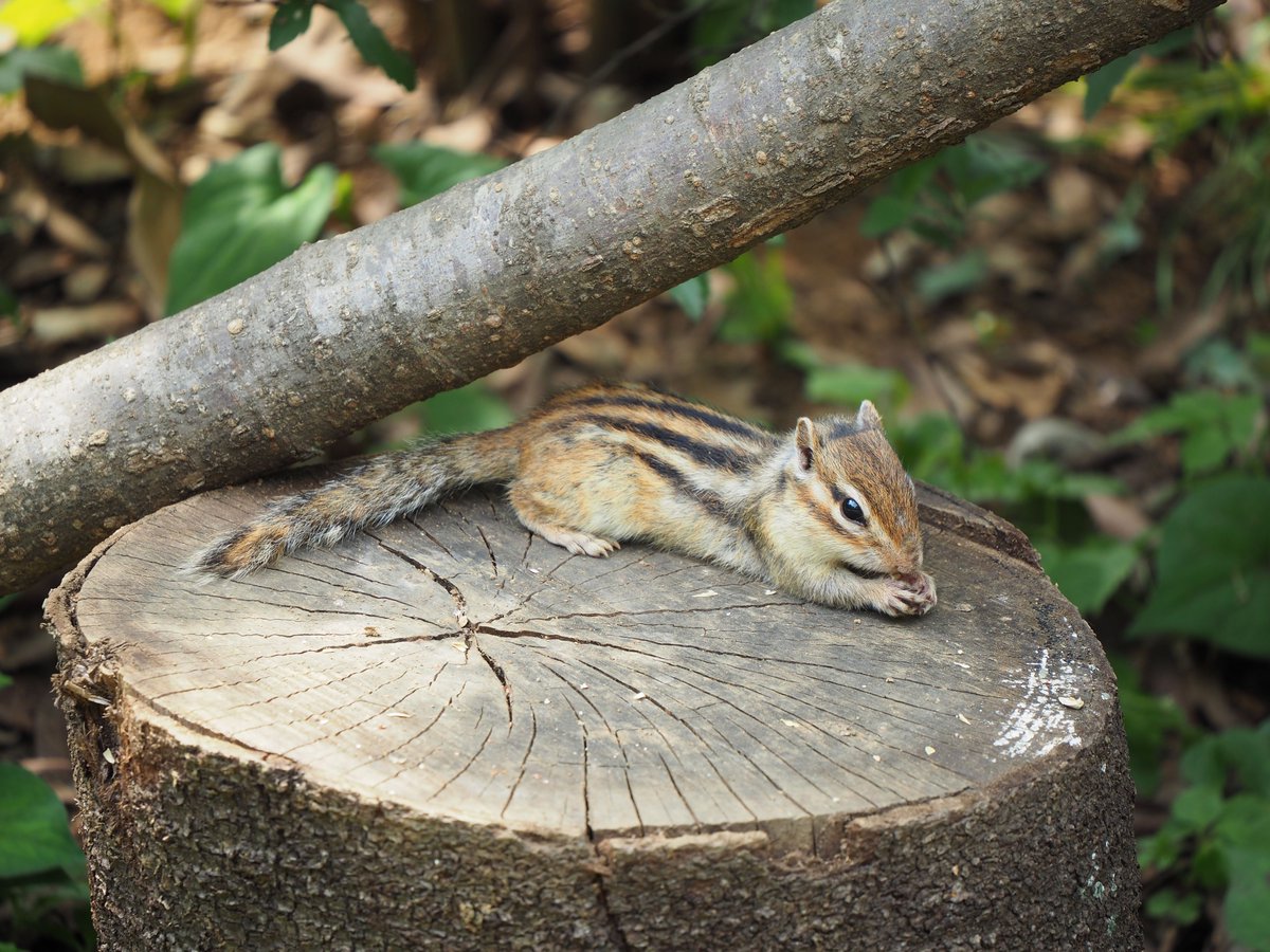 hayakawa_san's tweet photo. 2023/06/18
今日の栗鼠🐿活その2
※2枚目はデジタルテレコン×2使用
#OLYMPUS #EM5II LUMIX G VARIO 45-150mm/F4.0-5.6 ASPH./MEGA O.I.S https://t.co/SetKNBiiyl