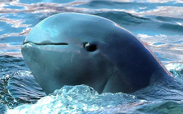 Elizabeth_Ruler's tweet photo. The Irrawaddy Dolphin https://t.co/is5hREJfBt