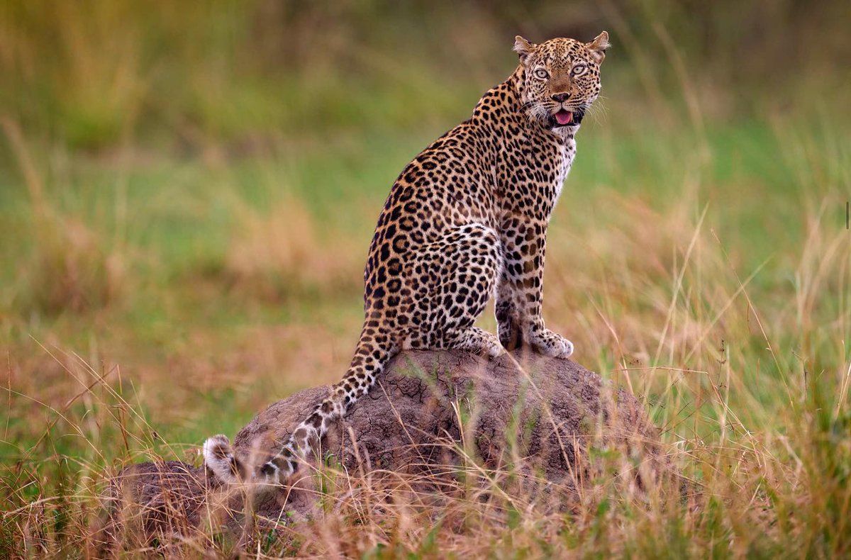Siarahug's tweet photo. Can't contain my excitement as I set off on a game drive through #Uganda's national parks! 🚙 The #wildlife is simply mesmerizing. Spotting graceful #giraffes, #elephants &amp; elusive #leopards in their natural habitat is a dream come true.
https://t.co/2IQKozFjn0
#ugandasafari https://t.co/9svAAcupQ4