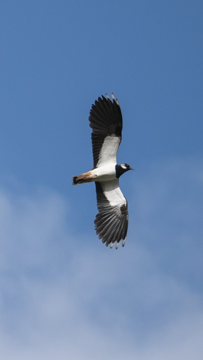 At first all I could hear was a strange ee-wup ee-wup noise. Then I looked up to see a bird I hadn't seen before, diving and weaving like a fighter jet. 
As it landed it revealed in profile its sleek tuft of feathers, and I realised this was my first time encountering a lapwing