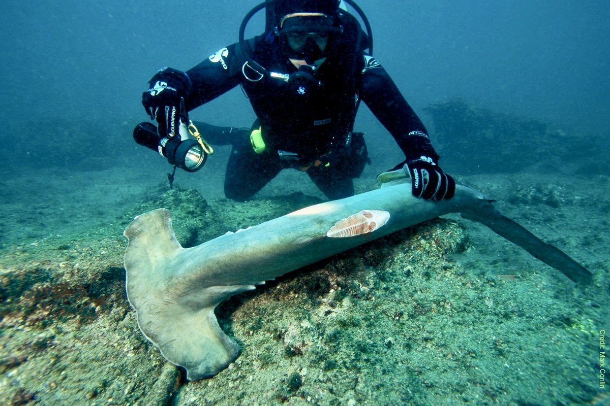 #China #HongKong A young shark lies dying, whilst a man in Hong Kong smiles as he impresses his guests with $200 bowls of soup. Hammerhead sharks date back around 23 million years, and this trade is driving their extinction - which he knows -but wealth & power drive mankind.