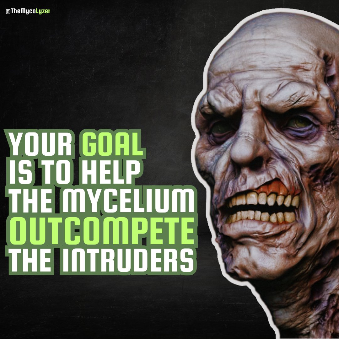 TheMycoLyzer's tweet image. 20 possible reasons why your sawdust substrate gets contaminated.

What might be causing this issue for newly established farms and how to avoid it?

(Part 1/2).

#Mushroom #FunctionalMushroom