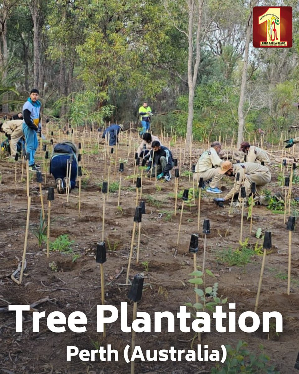 Amazing effort by #DeraSachaSauda volunteers in Perth, Australia! They planted around 10,000 plants, reinstating their strong commitment to a greener future. Every plant counts, and their actions truly make a difference. 🌳💚 #EcoFriendly #TreePlantation