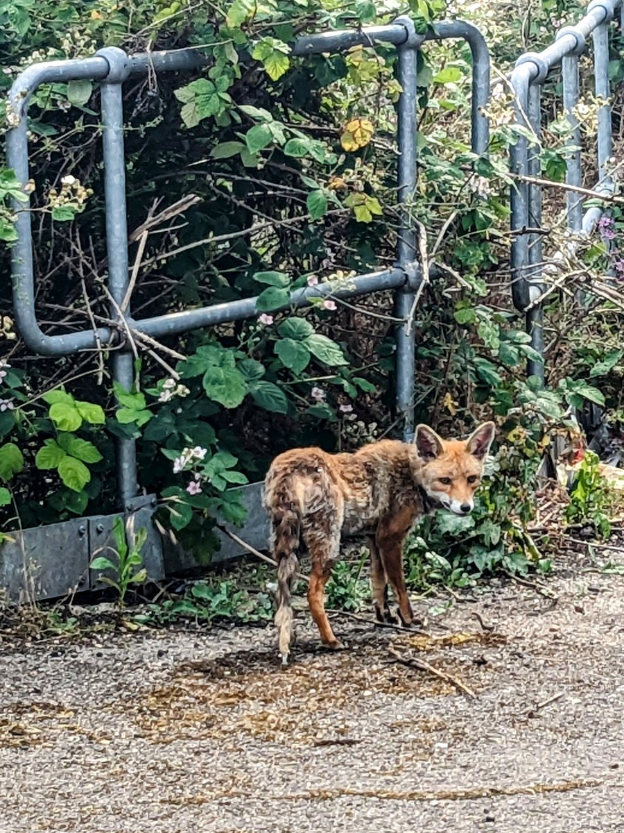 Urban fox #wandletrail