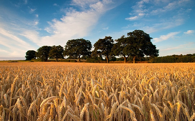 #NewProfileBanner #Wheat in the field (19-20 June 2023) #lifeisbeautiful #summeroflove #summerparadise #summerloving😎🧴🏖️⛴️⛵️🏄🏄‍♂️🏄‍♀️🌊🌄🌅🧢🧥🏵️💮💐🌼🌷🌹🥰🌞