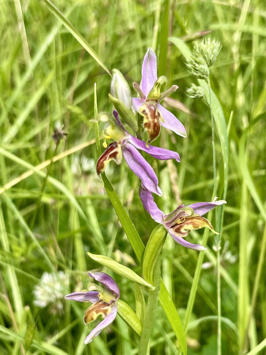 “Wasp orchids” f. trollii in Worcestershire this morning. ⁦@ukorchids⁩ ⁦@BSBIbotany⁩ #wildflowerhour #orchids @thenewgalaxy