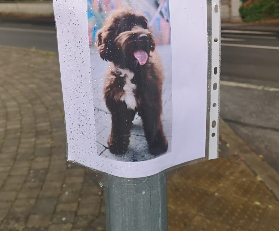 Missing in #Callan #Kilkenny this Cavapoo, last seen Friary Walk 3:30pm Sat. If you come across please get in touch.