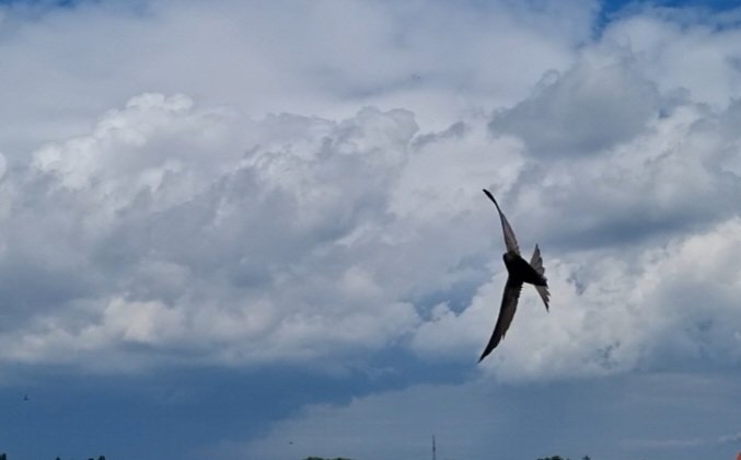 Tadek_8's tweet image. #Jerzyk
Bombowiec strategiczny