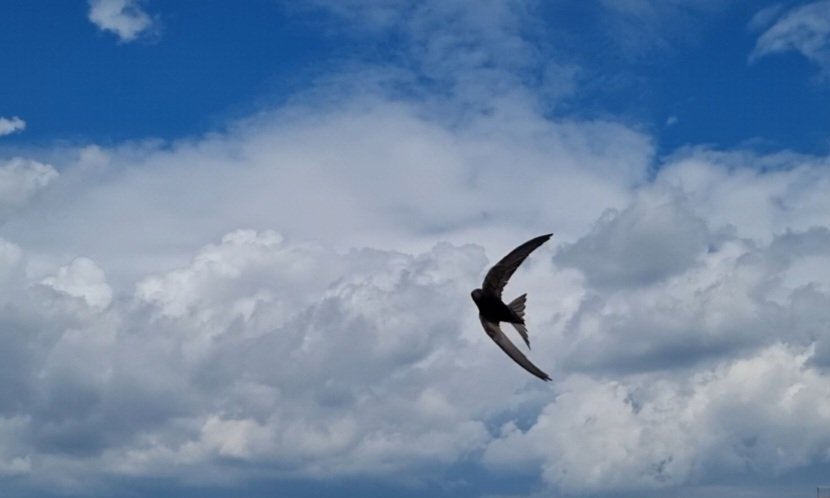 Tadek_8's tweet image. #Jerzyk
Bombowiec strategiczny