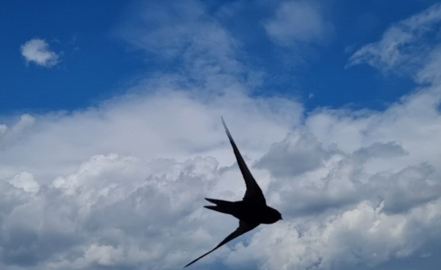 Tadek_8's tweet image. #Jerzyk
#Szczecin