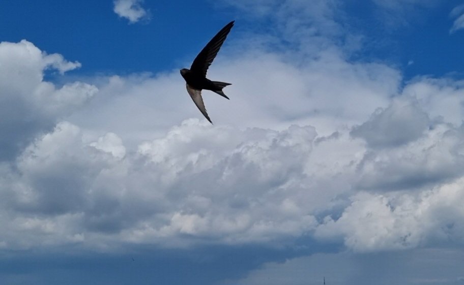 Tadek_8's tweet image. #Jerzyk
Bombowiec strategiczny