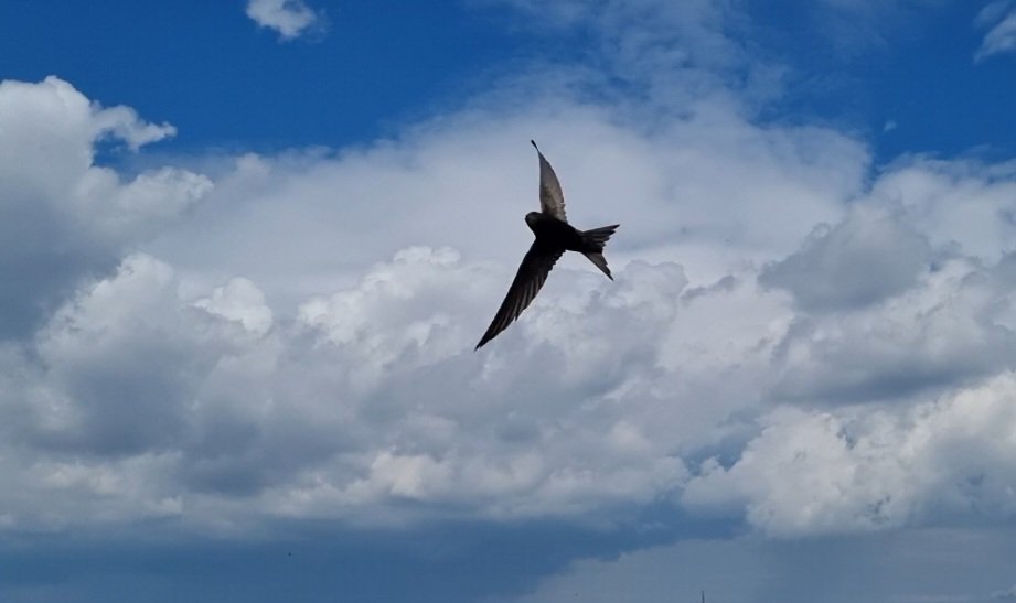 Tadek_8's tweet image. #Jerzyk
Bombowiec strategiczny