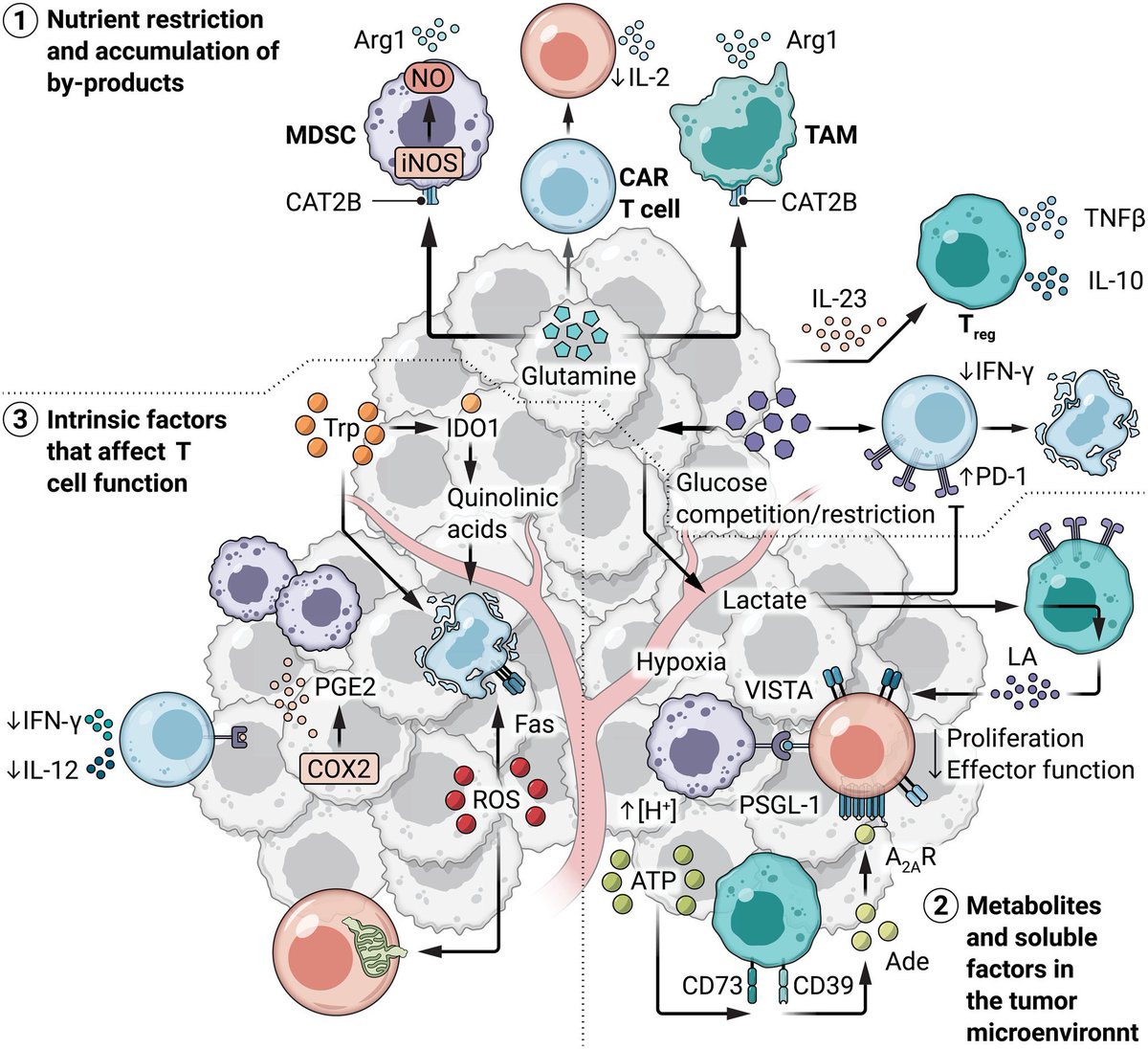 Metabolic challenges and interventions in CAR T cell therapy

scim.ag/32C

@SciImmunology