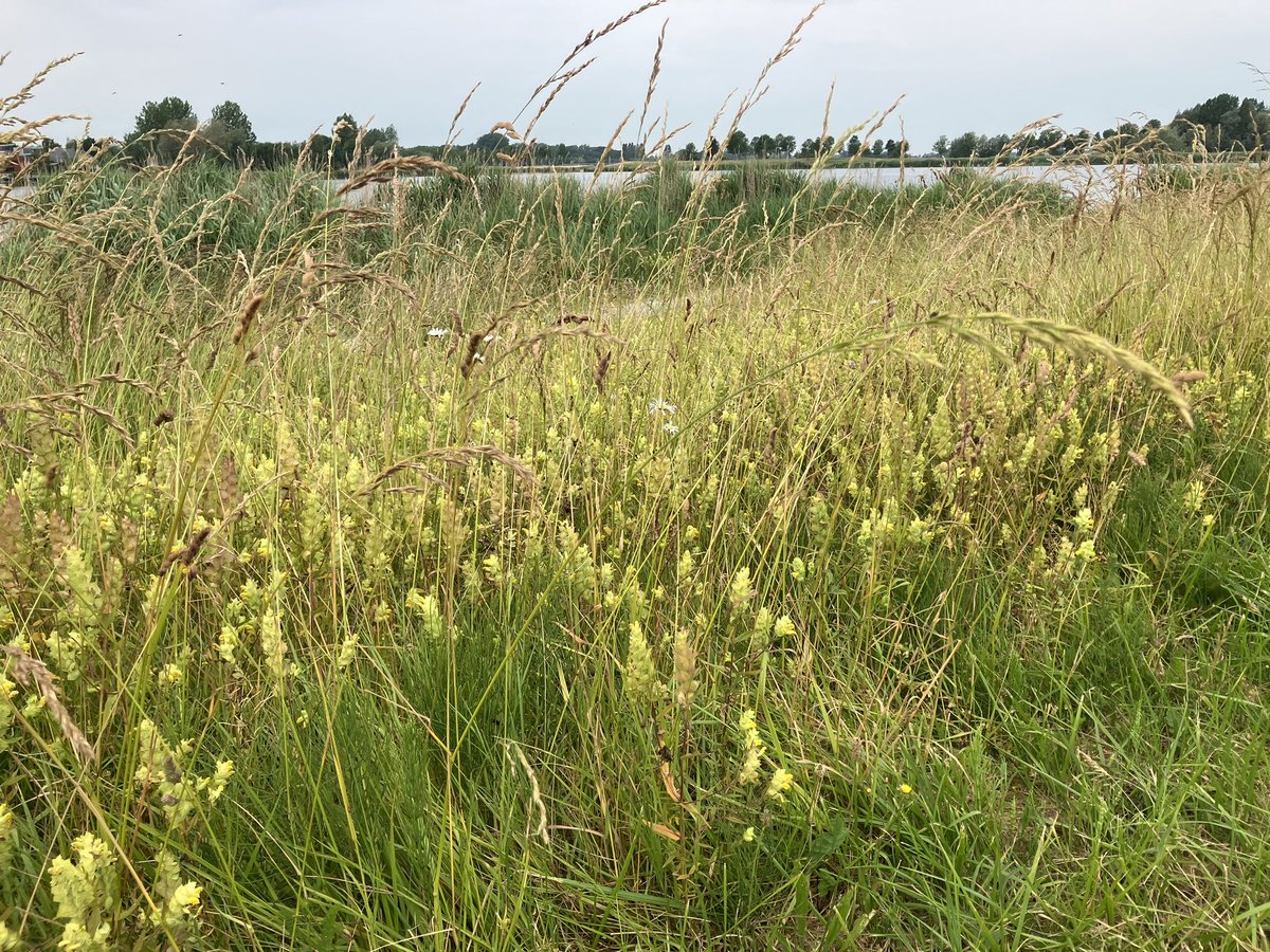 witblok's tweet image. Lekker hardlopen langs Benthuizerplas.