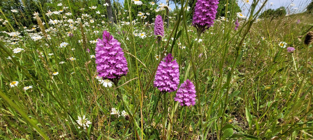 Pyramidal orchid along a roadside verge, 682 counted along with GBO, CSO and 63 bee orchid..Evesham, Worcestershire..@BSBIbotany @ukorchids.@WildflowersUK