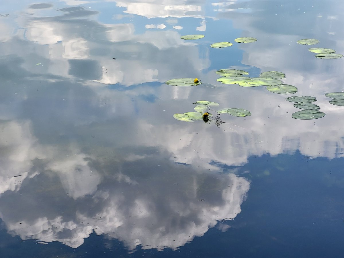 Wolken, Seerosen und Libellen ...