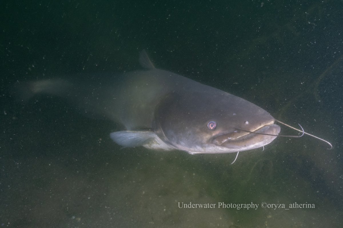 オリザ tweet media