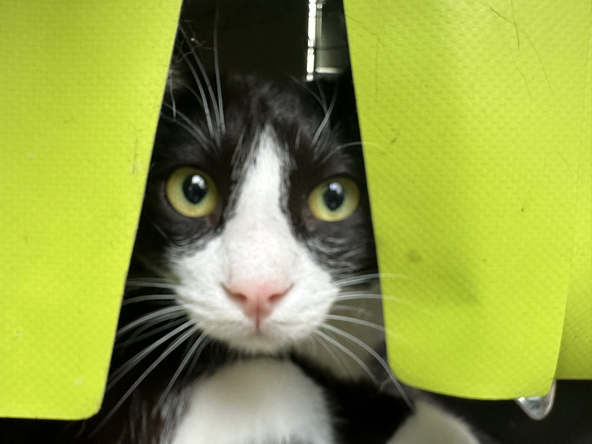 „Du da, adoptierst du mich?“

Dietrich von den #Nordstadtkatzen