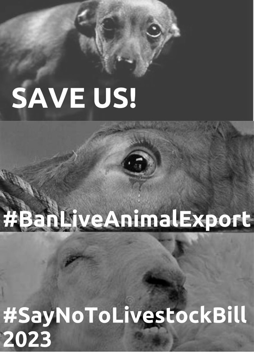 They can’t speak for themselves but we can… please save them from being treated as commodities ! They deserve better!  #SayNoToLivestockBill2023 #SayNoToLivestockBill2023