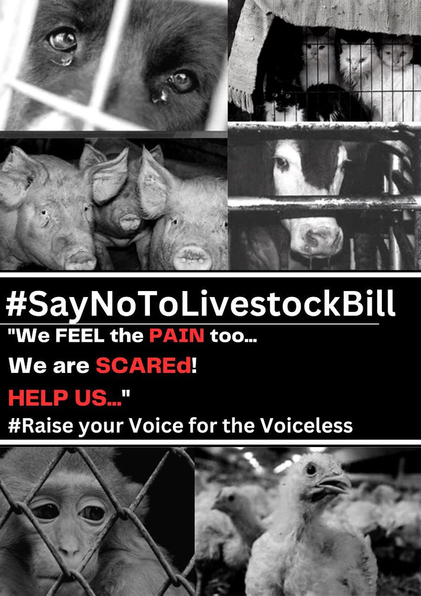 It would be a shame if the bill passes that legalise the import export of animals and treat them as commodities!
Its unethical to treat animals this way!
#SayNoToLivestockBill2023 #SayNoToLiveExportBill2023