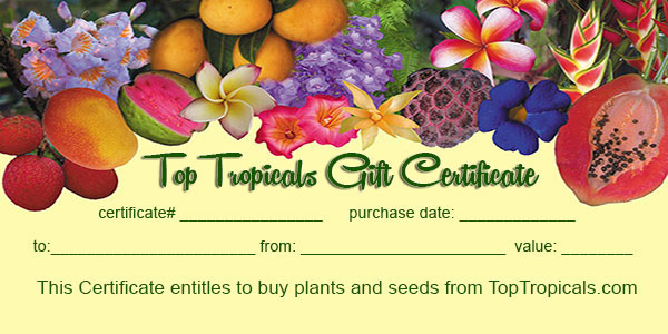 Let your Dad choose the plants he likes! Gift certificate has no expiration date.
BUY A GIFT CARD:
toptropicals.com/html/toptropic…
#FatherDaySale
#Giftcertificate