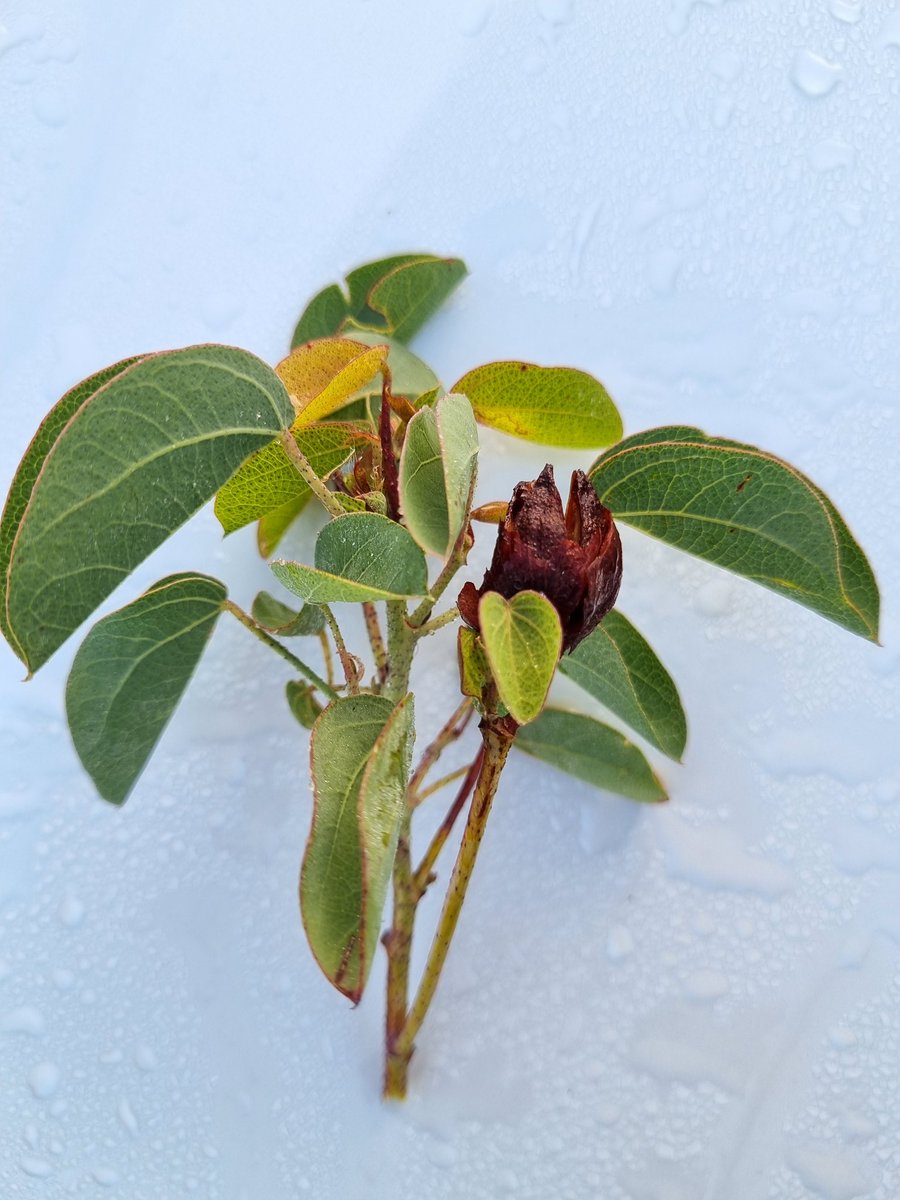 Gossypium sturtianum in pub carpark, Hawker, South Australia. Not a plant I was expecting to see this far south!