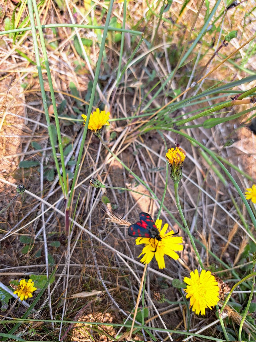 King’s Biology tweet media