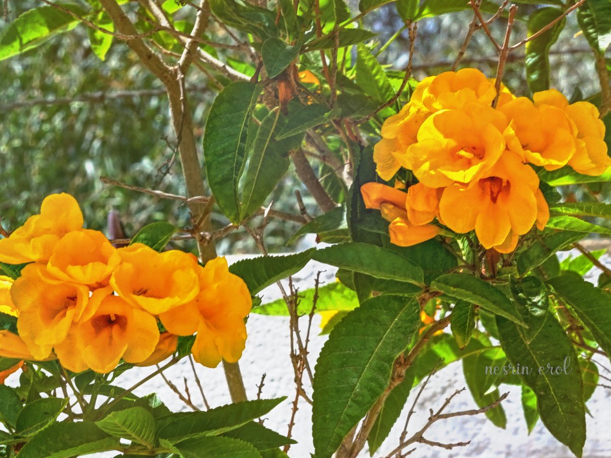 #SundayYellow #ThePhotoHour #TwitterNatureCommunity #NaturePhotography #BeautyofNature #flowerphotography