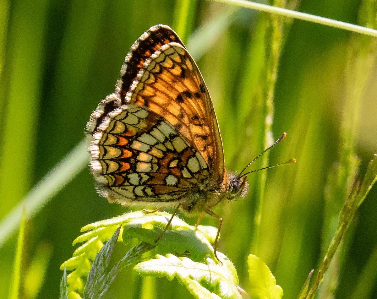 NeilBew's tweet image. Butterflies the focus recently. Swallowtail in Norfolk, Marbled White in Surrey and Heath Fritillary in Kent