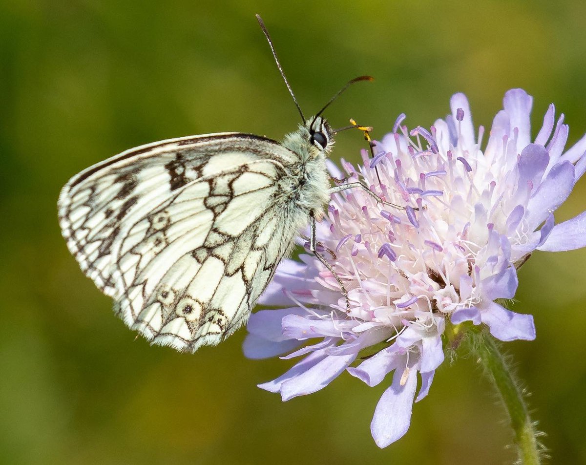 NeilBew's tweet image. Butterflies the focus recently. Swallowtail in Norfolk, Marbled White in Surrey and Heath Fritillary in Kent
