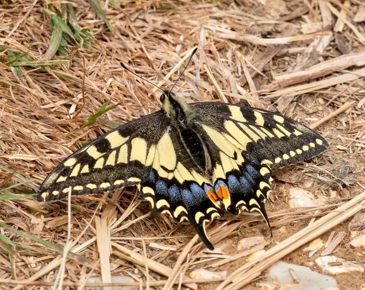 NeilBew's tweet image. Butterflies the focus recently. Swallowtail in Norfolk, Marbled White in Surrey and Heath Fritillary in Kent